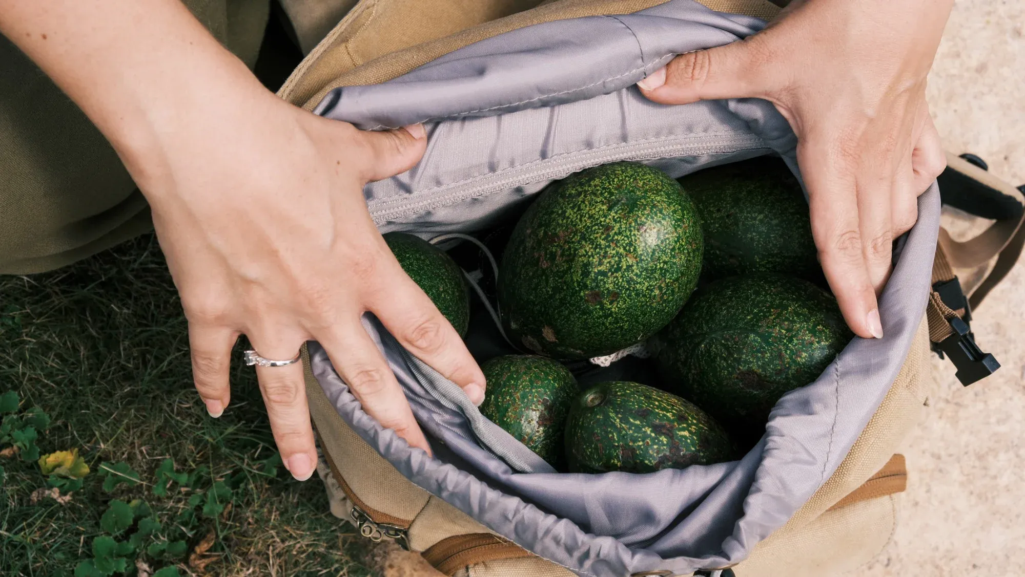 Lokale Avocados in braunem Rucksack